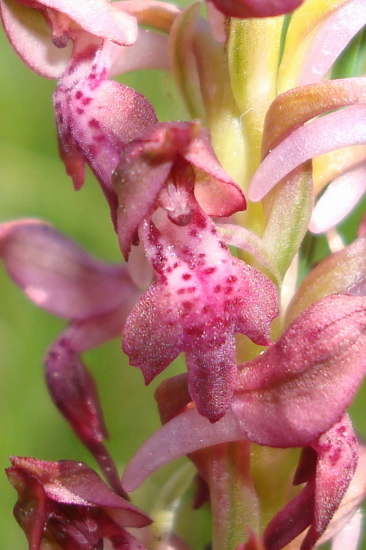 orchis coriophora subsp. fragrans